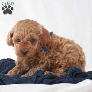 Max, Toy Poodle Puppy